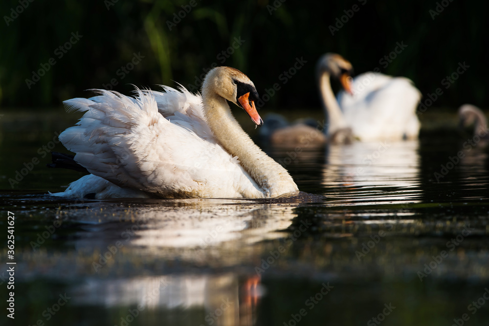 Obraz premium Male of Mute Swan on a water at dawn. His Latin name is Cygnus olor.