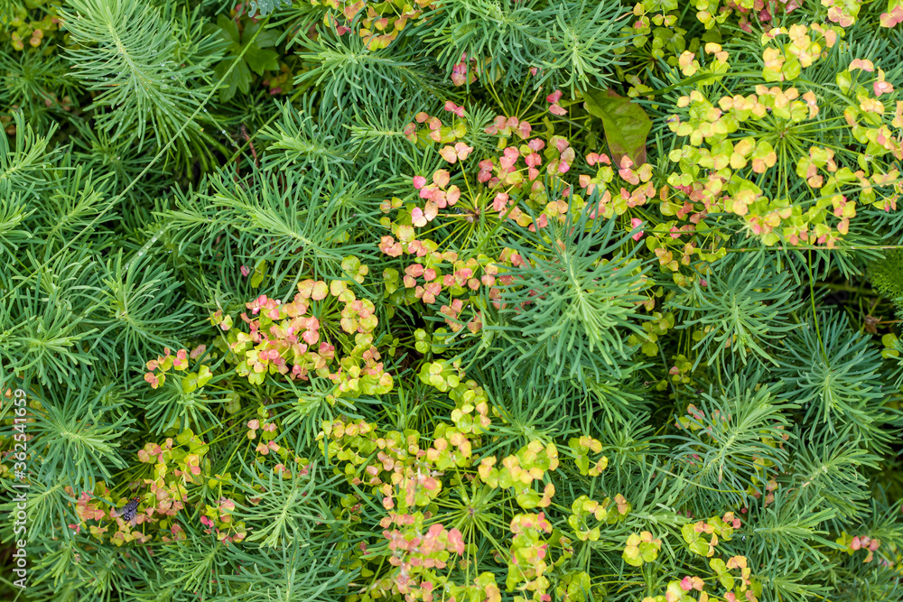 Green grass. Texture for the background. Thick summer green grass. Background for creative works and presentations. Green grass. Texture for the background. Thick summer green grass. Background for creative works and presentations.
