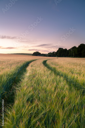 Dorset field sunset