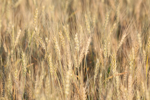 Sunlit wheat field ready for harvesting with selective focus