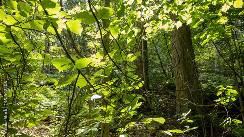 green leaves in a forest