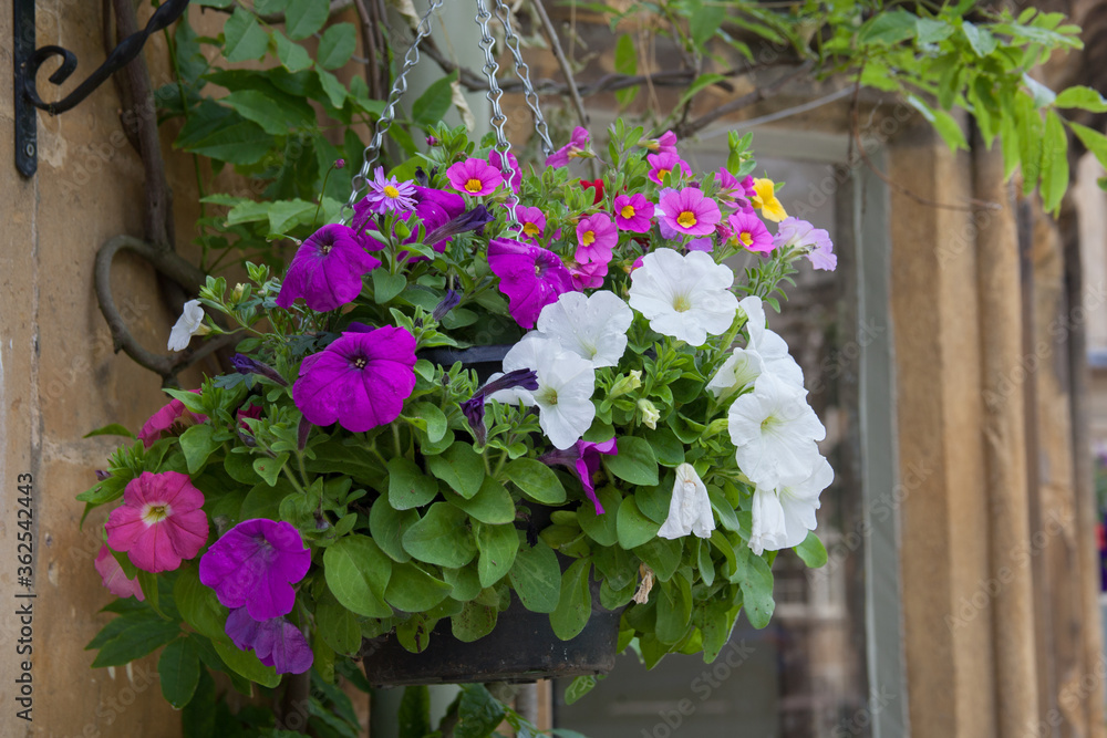 A hanging basket in the UK with Large White Petunias and Purple Rock flowers