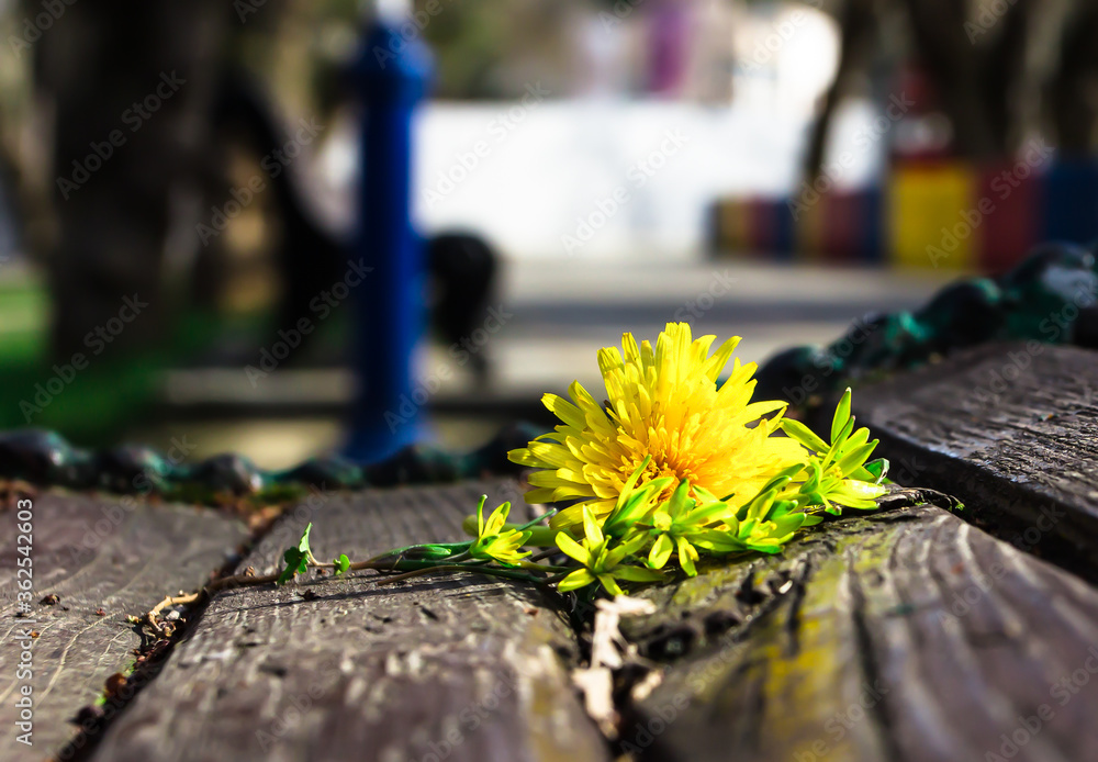 Yellow dandelion on a Park bench Yellow dandelion on a Park bench