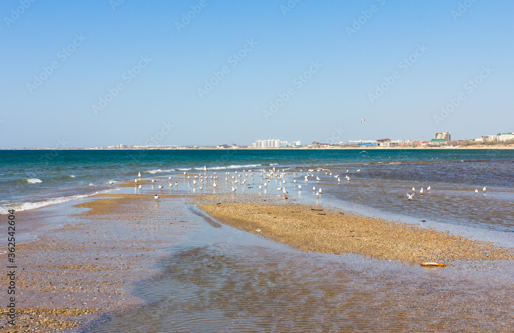 a flock of gulls on a sandy beach