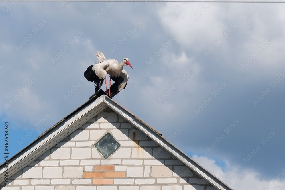 A stork is standing on the roof of the house. The big stork is about to take off. A stork catches the wind. A stork flaps its wings.