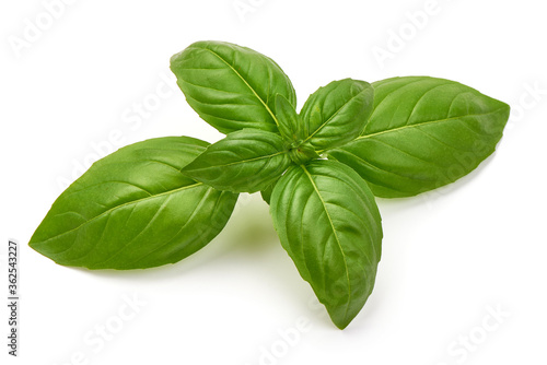 Sweet Green Basil Leaves, Herb, Spice, close-up, isolated on white background