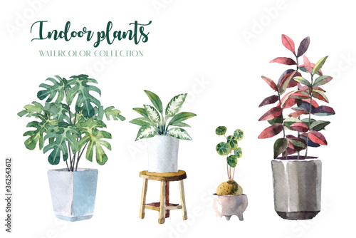 Water color indoor plants (Monstera, Lady Palm, Chinese Evergreen, Rubber Plant and Stephania Erecta) set on white background illustration vector. Suitable for various design elements. 