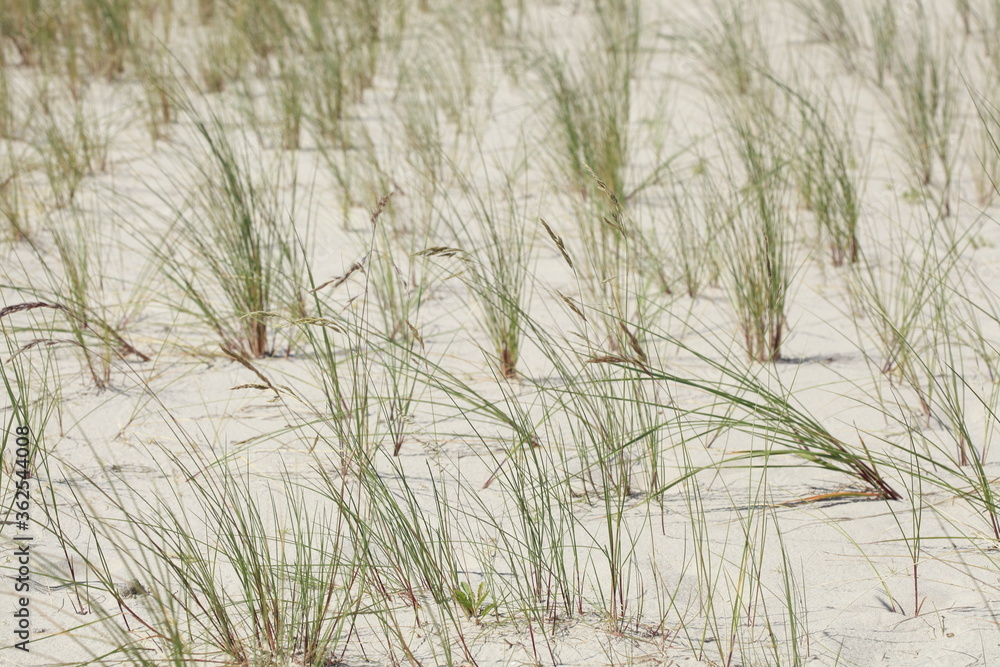 Sanddünen mit Dünengräsern, Deutschland, Europa Sanddünen mit Dünengräsern, Deutschland, Europa