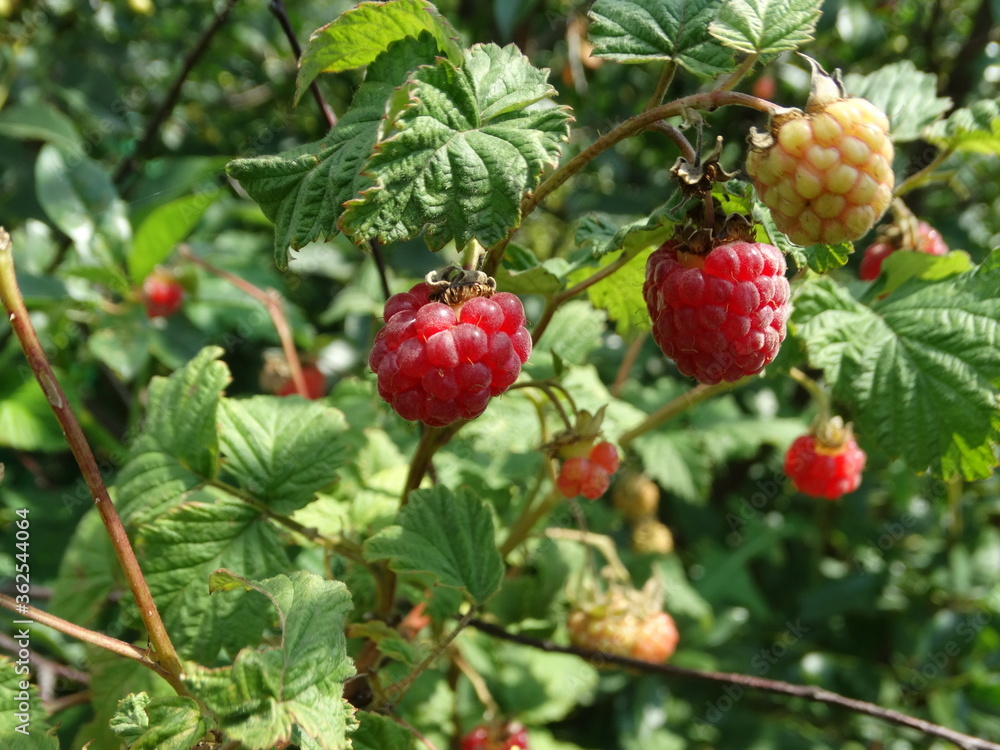 wild strawberry bush wild strawberry bush