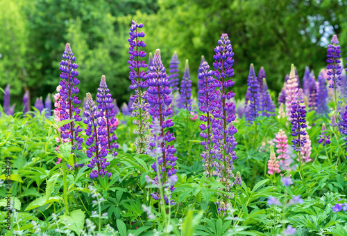 Blooming lupine flower. Purple lupine flower. Field lupine.