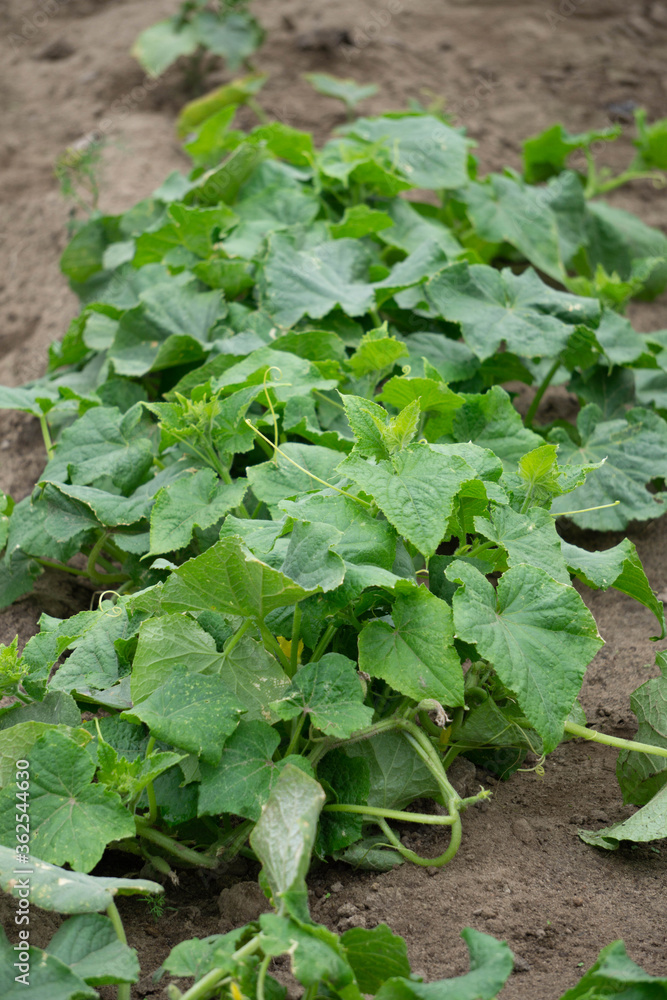 A young green plant of cucumber on a garden bed in a garden. A young green plant of cucumber on a garden bed in a garden.