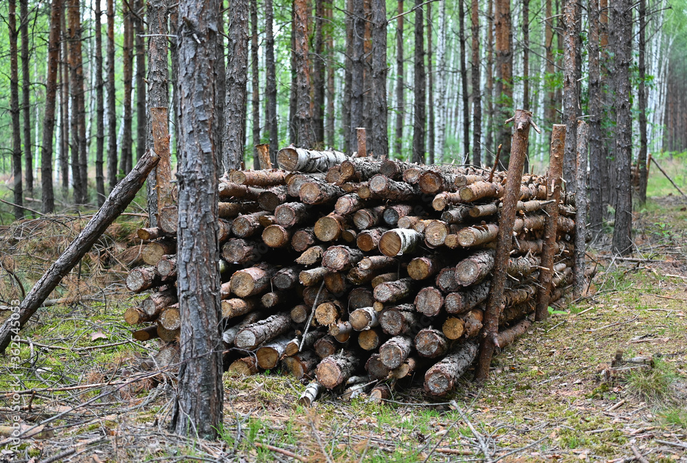 pile of wood lying on the ground