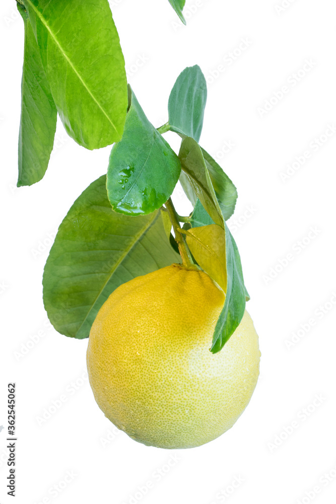 One bright yellow lemon fruit  hanging on a tree branch with leaves isolated on white background 