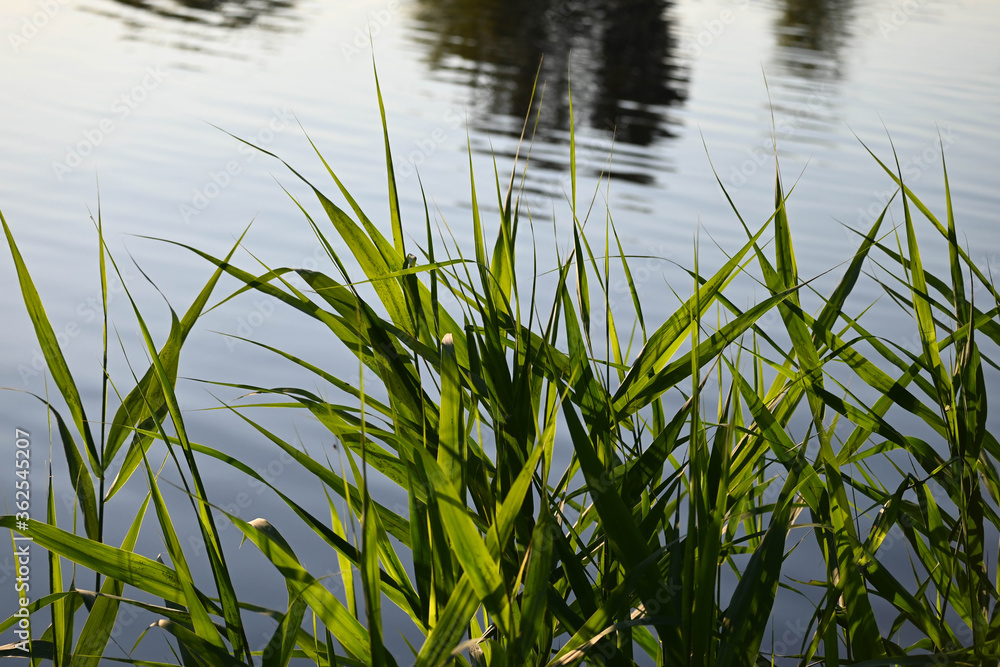 cane growing by the lake