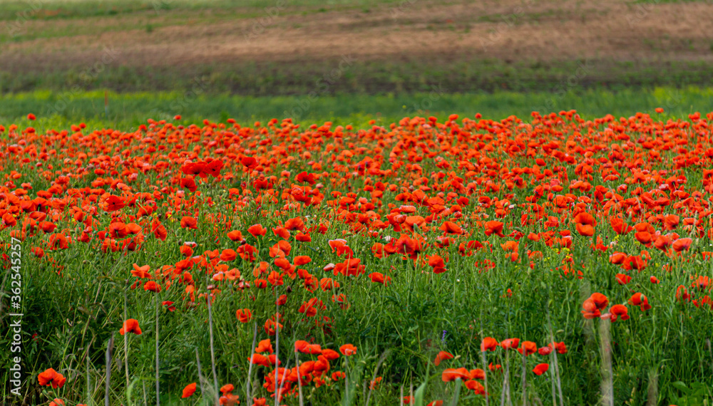 A field of red poppies in the countryside in Latvia.