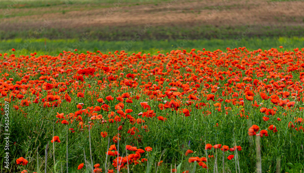 A field of red poppies in the countryside in Latvia. A field of red poppies in the countryside in Latvia.