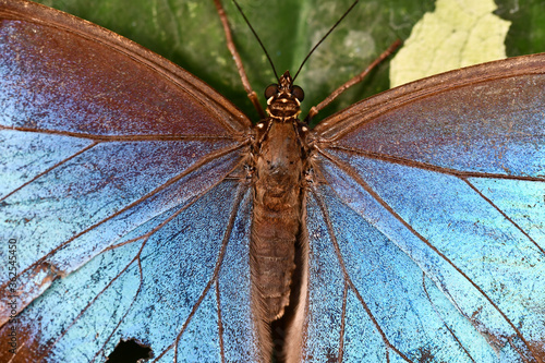 butterfly on leaf, in Arenal Volcano area in costa rica central america, butterfly background photo