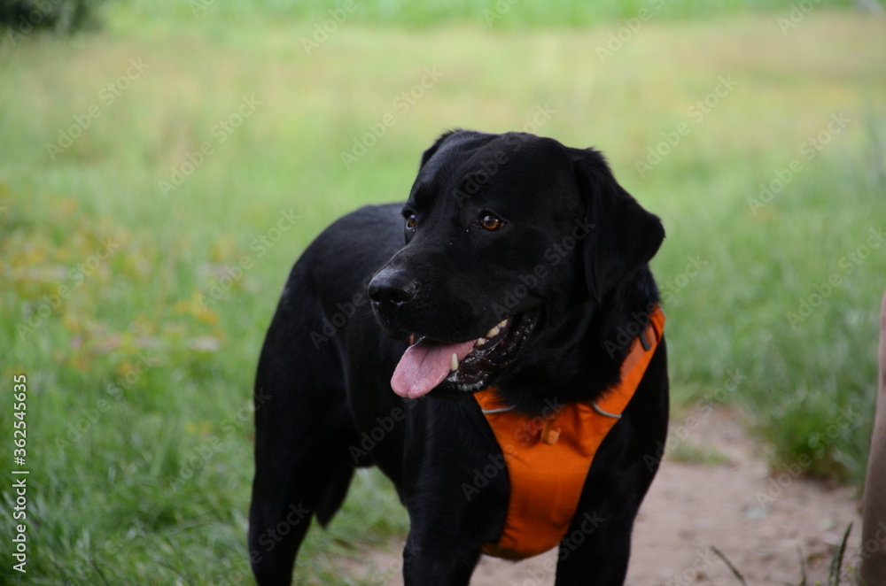 Der Hund Der Hund