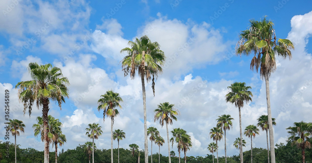 Fototapeta premium Tall coconut palm trees against white clouds and blue skies in Florida. 