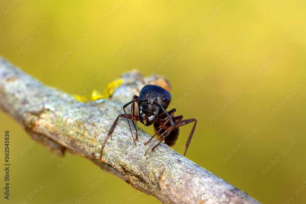 Beautiful Strong jaws of red ant close-up Beautiful Strong jaws of red ant close-up