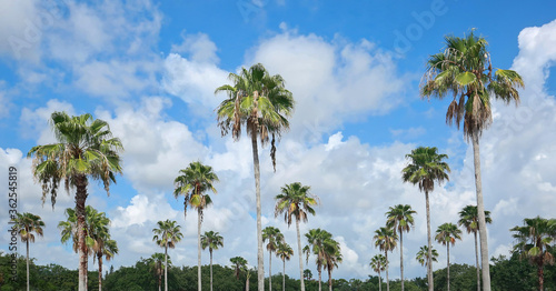 Tall coconut palm trees against white clouds and blue skies in Florida. 