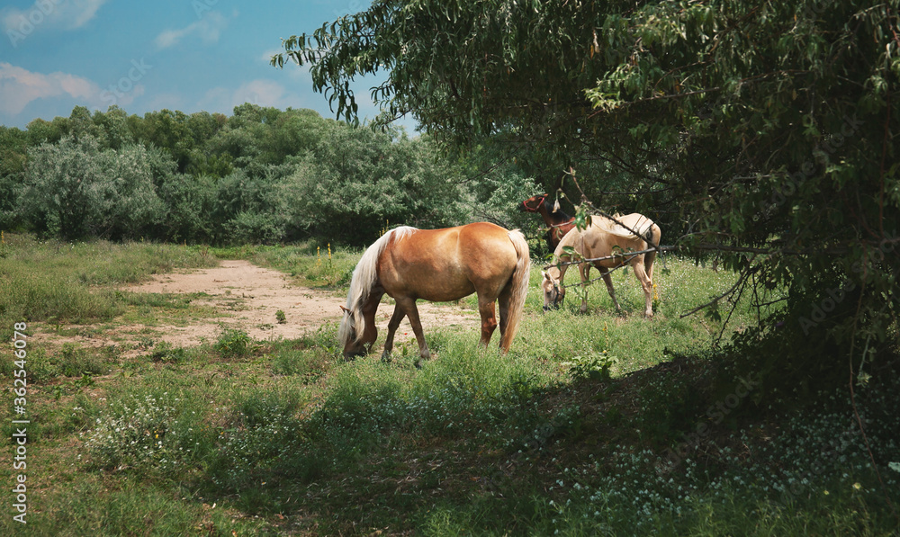 Horses grazing on the meadow Horses grazing on the meadow
