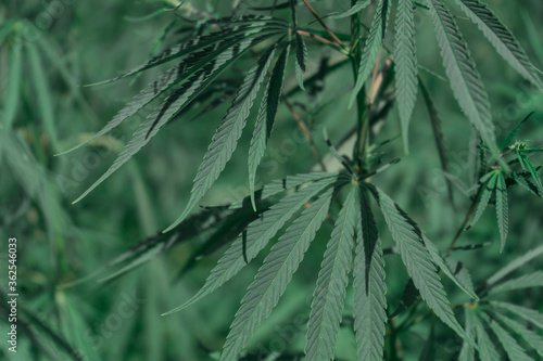 Fototapeta Naklejka Na Ścianę i Meble -  Large marijuana plantation, canabis bud