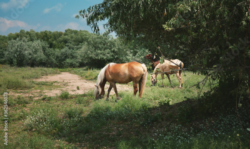 Horses grazing on the meadow © Anastaciia
