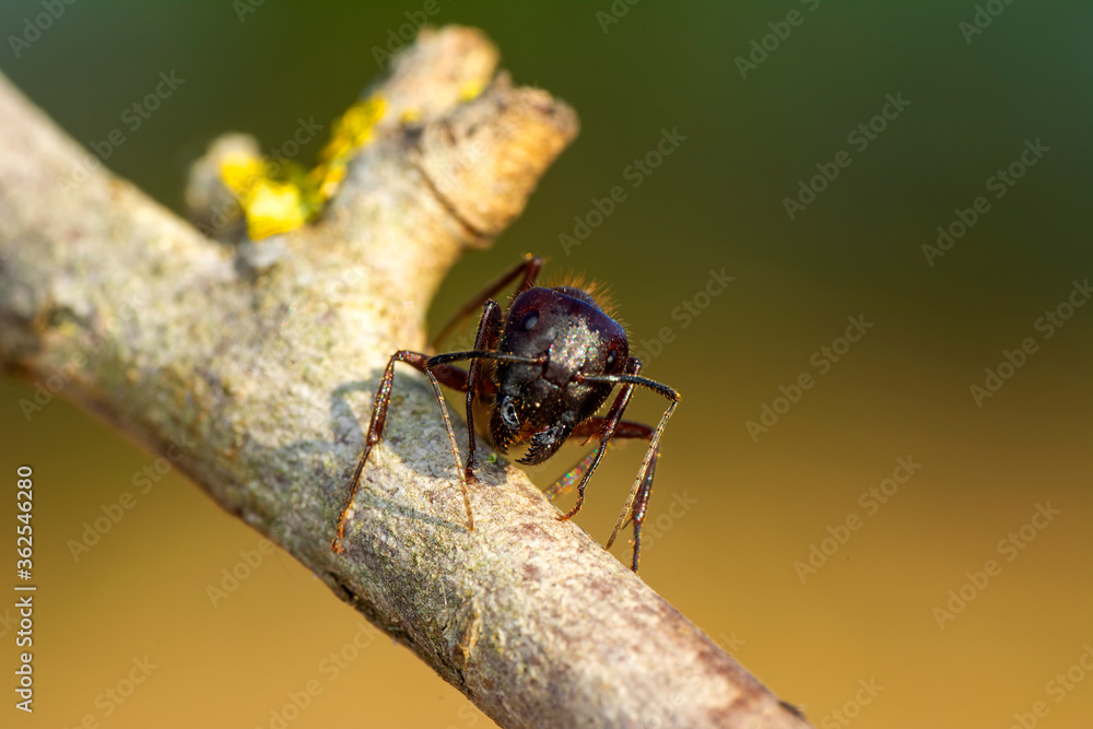 Beautiful Strong jaws of red ant close-up Beautiful Strong jaws of red ant close-up