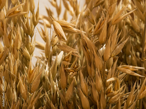 close up of cereal plants