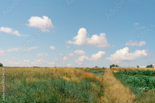 View of a field with wheat