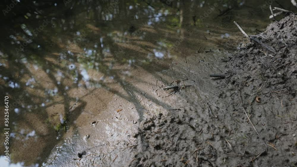 Mud and water with tree reflections Mud and water with tree reflections