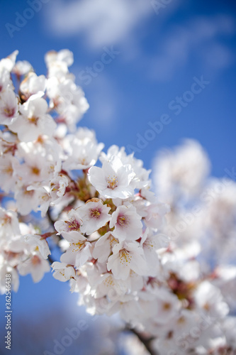 Wallpaper Mural 桜 Torontodigital.ca