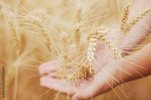  Farmer in wheat fields. Harvest concept. Hands with wheat. Selective focus