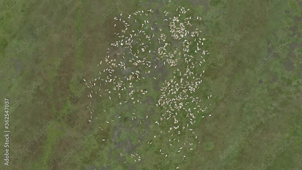 Flock of sheep on pasture, aerial view Flock of sheep on pasture, aerial view