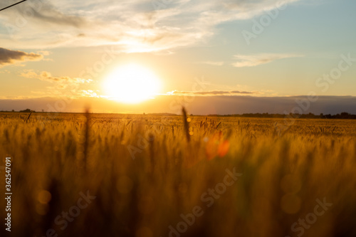 Sunset on a huge field of wheat. The grain is golden yellow and is ripe for harvest.