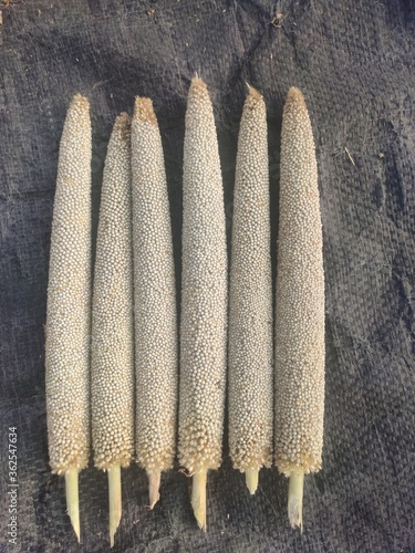 Ripped harvested Bajara (millet) crop seeds pods photo