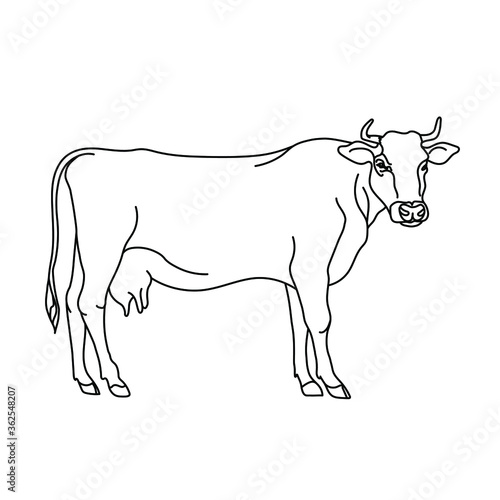 Cow line drawing. Minimalistic style for logo  icons  emblems  template  badges. Isolated on white background. Vector illustration