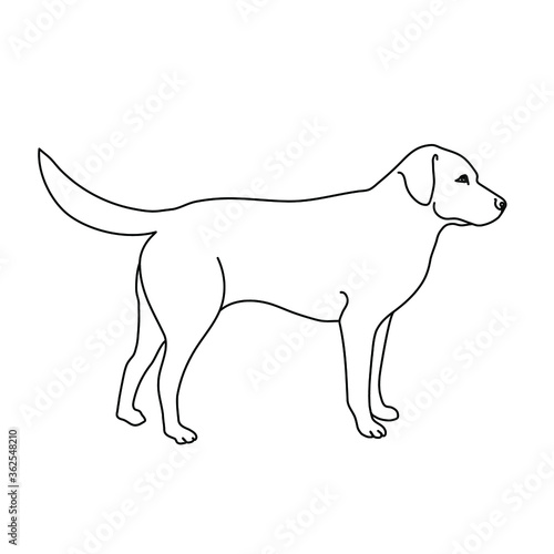 Labrador dog line drawing. Minimalistic style for logo  icons  emblems  template  badges. Isolated on white background. Vector illustration