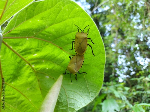 Insect in the forest, dark yellow wings breeding on green leaves