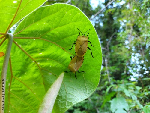 Insect in the forest, dark yellow wings breeding on green leaves