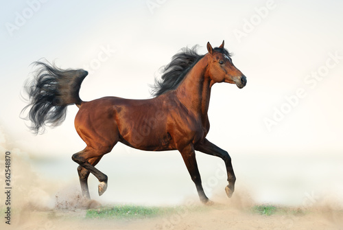 Fototapeta Naklejka Na Ścianę i Meble -  Beautiful arabian stallion on freedom