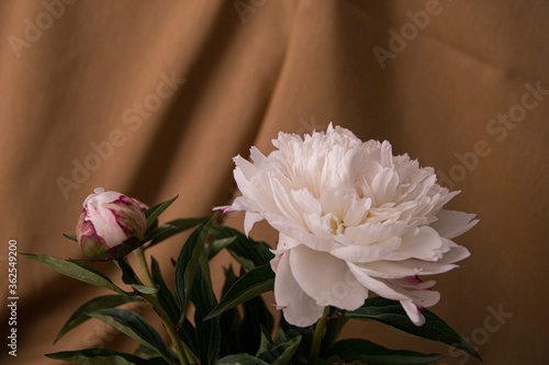 pink peony flower