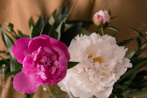 pink and white tulips