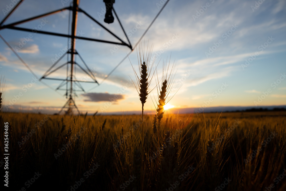 Fototapeta premium Focus on wheat ears. The wheat is ripe and ready for harvest. Behind is an irrigation system and the sky is blue.