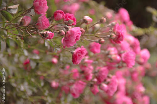 bee on pink flower