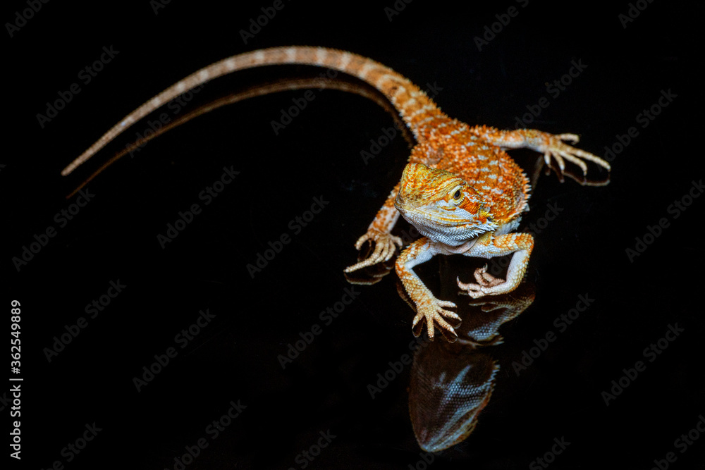 Fototapeta premium Red leatherback smooth bearded dragon (Pogona vitticeps) australian lizard standing on isolated black background with reflections.