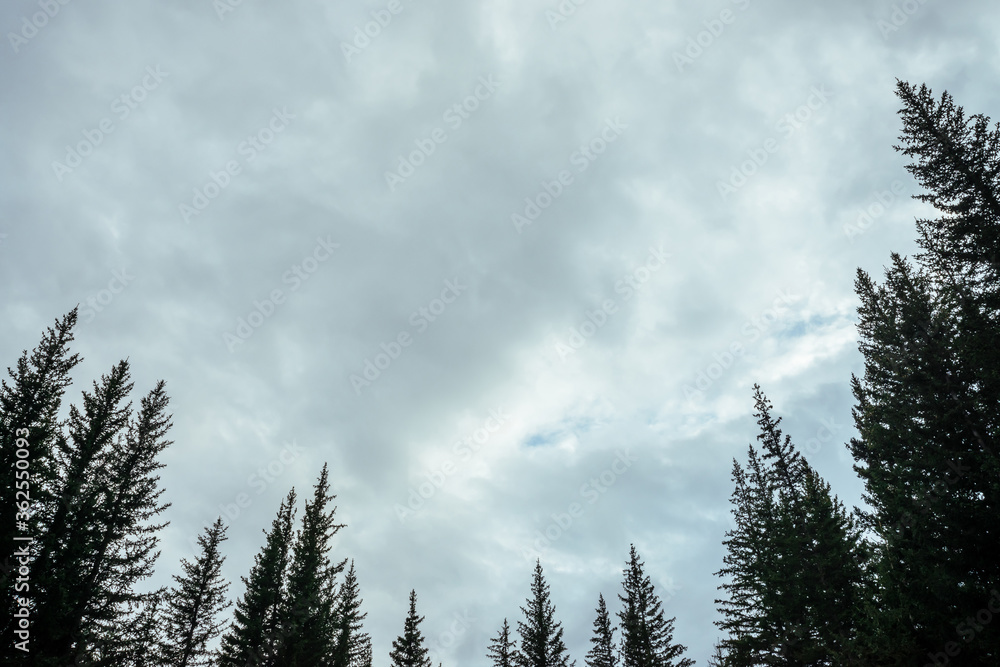 Silhouettes of fir tops on cloudy sky background. Atmospheric minimal forest scenery. Tops of green conifer trees against gray overcast sky. Nature backdrop with firs and sky. Woody mystery landscape. Silhouettes of fir tops on cloudy sky background. Atmospheric minimal forest scenery. Tops of green conifer trees against gray overcast sky. Nature backdrop with firs and sky. Woody mystery landscape.