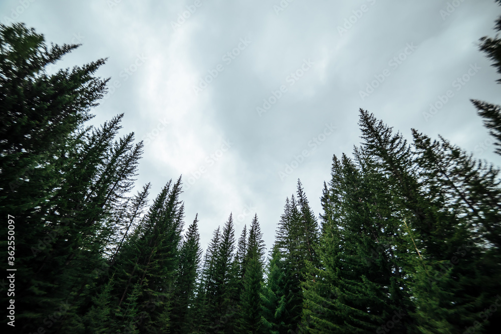 Blurry silhouettes of fir tops on cloudy sky background. Atmospheric minimal forest scenery in blur. Tops of green conifer trees against gray sky. Nature abstract backdrop with firs. Mystery landscape