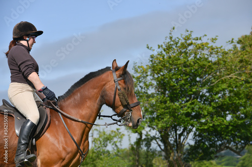 Close up head shot of bay horse being ridden in the Shropshire countryside.